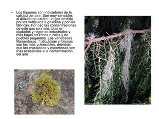 ● Los líquenes son indicadores de la
calidad del aire. Son muy sensibles
al dióxido de azufre, un gas emitido
por los vehículos a gasolina y por las
fábricas. Por eso las concentraciones
de este gas son más altas en
ciudades y regiones industriales y
más bajas en zonas rurales y de
pueblos pequeños. Las variedades
filamentosas, fruticulosas y foliosas
son las más vulnerables, mientras
que las crustáceas y escamosas son
más resistentes a la contaminación
del aire
 