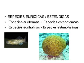 ● ESPECIES EURIOICAS / ESTENOICAS
● Especies euritermas • Especies estenotermas
● Especies eurihalinas • Especies estenohalinas
 