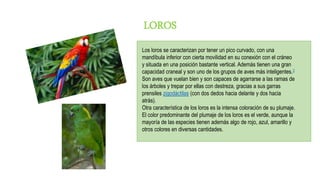 LOROS
Los loros se caracterizan por tener un pico curvado, con una
mandíbula inferior con cierta movilidad en su conexión con el cráneo
y situada en una posición bastante vertical. Además tienen una gran
capacidad craneal y son uno de los grupos de aves más inteligentes.3
Son aves que vuelan bien y son capaces de agarrarse a las ramas de
los árboles y trepar por ellas con destreza, gracias a sus garras
prensiles zigodáctilas (con dos dedos hacia delante y dos hacia
atrás).
Otra característica de los loros es la intensa coloración de su plumaje.
El color predominante del plumaje de los loros es el verde, aunque la
mayoría de las especies tienen además algo de rojo, azul, amarillo y
otros colores en diversas cantidades.
 
