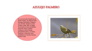 AZULEJO PALMERO
Es un ave del orden Paseriformes de
tamaño mediano. Se distribuye desde
Nicaragua hasta Bolivia, Paraguay y
el sur de Brasil. También en la isla
Trinidad y, desde 1962, en Tobago.
Se encuentra en áreas semiabiertas,
incluyendo cultivos y jardines.
Construye su nido en árboles,
generalmente palmas, y la hembra
incuba tres, a veces dos, huevo
amarillentos con manchas marrones
durante 14 días.
 