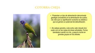 COTORRA CHEJA
• Presentan un tipo de alimentación denominada
geofagia consistente en la alimentación de suelos.
Se cree que su significación evolutiva es debida a
que se genera un potencial de detoxificación.
• De cabeza grande y cola corta; este robusto loro
suele vivir en las copas de áreas arboladas. Forma
bandadas cuando no cría, y pasa la noche en
grandes grupos en los árboles.
 