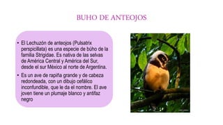 BUHO DE ANTEOJOS
• El Lechuzón de anteojos (Pulsatrix
perspicillata) es una especie de búho de la
familia Strigidae. Es nativa de las selvas
de América Central y América del Sur,
desde el sur México al norte de Argentina.
• Es un ave de rapiña grande y de cabeza
redondeada, con un dibujo cefálico
inconfundible, que le da el nombre. El ave
joven tiene un plumaje blanco y antifaz
negro
 