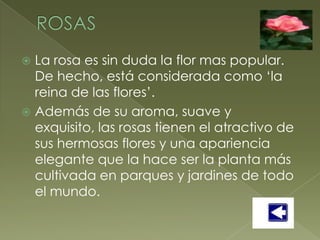  La rosa es sin duda la flor mas popular.
  De hecho, está considerada como ‘la
  reina de las flores’.
 Además de su aroma, suave y
  exquisito, las rosas tienen el atractivo de
  sus hermosas flores y una apariencia
  elegante que la hace ser la planta más
  cultivada en parques y jardines de todo
  el mundo.
 