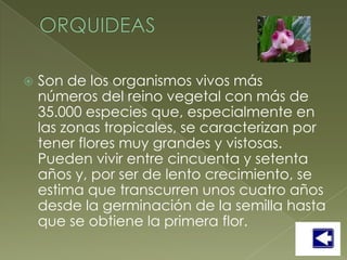   Son de los organismos vivos más
    números del reino vegetal con más de
    35.000 especies que, especialmente en
    las zonas tropicales, se caracterizan por
    tener flores muy grandes y vistosas.
    Pueden vivir entre cincuenta y setenta
    años y, por ser de lento crecimiento, se
    estima que transcurren unos cuatro años
    desde la germinación de la semilla hasta
    que se obtiene la primera flor.
 