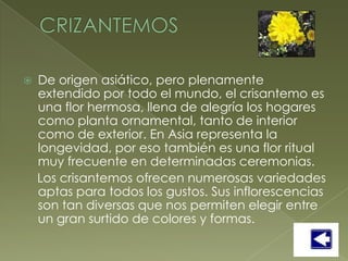    De origen asiático, pero plenamente
    extendido por todo el mundo, el crisantemo es
    una flor hermosa, llena de alegría los hogares
    como planta ornamental, tanto de interior
    como de exterior. En Asia representa la
    longevidad, por eso también es una flor ritual
    muy frecuente en determinadas ceremonias.
    Los crisantemos ofrecen numerosas variedades
    aptas para todos los gustos. Sus inflorescencias
    son tan diversas que nos permiten elegir entre
    un gran surtido de colores y formas.
 