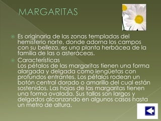    Es originaria de las zonas templadas del
    hemisferio norte, donde adorna los campos
    con su belleza, es una planta herbácea de la
    familia de las o asteráceas.
   Características
    Los pétalos de las margaritas tienen una forma
    alargada y delgada como lengüetas con
    profundos entrantes. Los pétalos rodean un
    botón central dorado o amarillo del cual están
    sostenidos. Las hojas de las margaritas tienen
    una forma ovalada. Sus tallos son largos y
    delgados alcanzando en algunos casos hasta
    un metro de altura.
 