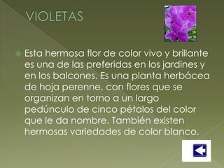    Esta hermosa flor de color vivo y brillante
    es una de las preferidas en los jardines y
    en los balcones. Es una planta herbácea
    de hoja perenne, con flores que se
    organizan en torno a un largo
    pedúnculo de cinco pétalos del color
    que le da nombre. También existen
    hermosas variedades de color blanco.
 