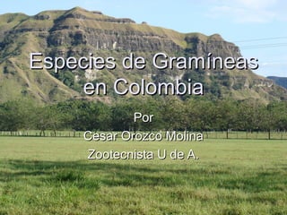 Especies de GramíneasEspecies de Gramíneas
en Colombiaen Colombia
PorPor
Cesar Orozco MolinaCesar Orozco Molina
Zootecnista U de A.Zootecnista U de A.
 