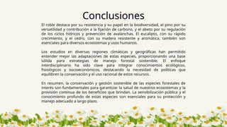 Conclusiones
El roble destaca por su resistencia y su papel en la biodiversidad, el pino por su
versatilidad y contribución a la fijación de carbono, y el abeto por su regulación
de los ciclos hídricos y prevención de avalanchas. El eucalipto, con su rápido
crecimiento, y el cedro, con su madera resistente y aromática, también son
esenciales para diversos ecosistemas y usos humanos.
Los estudios en diversas regiones climáticas y geográficas han permitido
entender mejor las adaptaciones de estas especies, proporcionando una base
sólida para estrategias de manejo forestal sostenible. El enfoque
interdisciplinario ha sido clave para integrar conocimientos ecológicos,
fisiológicos y socioeconómicos, destacando la necesidad de políticas que
equilibren la conservación y el uso racional de estos recursos.
En resumen, la conservación y gestión sostenible de las especies forestales de
interés son fundamentales para garantizar la salud de nuestros ecosistemas y la
provisión continua de los beneficios que brindan. La sensibilización pública y el
conocimiento profundo de estas especies son esenciales para su protección y
manejo adecuado a largo plazo.
 
