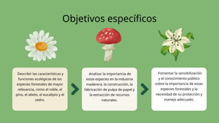 Objetivos específicos
Analizar la importancia de
estas especies en la industria
maderera, la construcción, la
fabricación de pulpa de papel y
la extracción de recursos
naturales.
Describir las características y
funciones ecológicas de las
especies forestales de mayor
relevancia, como el roble, el
pino, el abeto, el eucalipto y el
cedro.
.Fomentar la sensibilización
y el conocimiento público
sobre la importancia de estas
especies forestales y la
necesidad de su protección y
manejo adecuado.
 