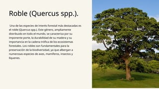 Roble (Quercus spp.).
Una de las especies de interés forestal más destacadas es
el roble (Quercus spp.). Este género, ampliamente
distribuido en todo el mundo, se caracteriza por su
imponente porte, la durabilidad de su madera y su
importancia en la cadena trófica de los ecosistemas
forestales. Los robles son fundamentales para la
preservación de la biodiversidad, ya que albergan a
numerosas especies de aves, mamíferos, insectos y
líquenes.
 