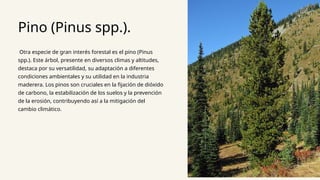 Pino (Pinus spp.).
Otra especie de gran interés forestal es el pino (Pinus
spp.). Este árbol, presente en diversos climas y altitudes,
destaca por su versatilidad, su adaptación a diferentes
condiciones ambientales y su utilidad en la industria
maderera. Los pinos son cruciales en la fijación de dióxido
de carbono, la estabilización de los suelos y la prevención
de la erosión, contribuyendo así a la mitigación del
cambio climático.
 