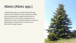 Abeto (Abies spp.)
El abeto (Abies spp.) es otra especie forestal de gran
relevancia. Estos árboles, de porte majestuoso y follaje
perenne, desempeñan un papel fundamental en la
regulación de los ciclos hídricos y la prevención de
avalanchas en zonas montañosas. Además, su madera es
apreciada por la industria de la construcción y la
fabricación de pulpa de papel.
 