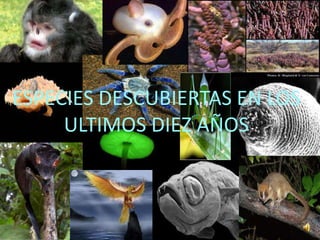 ESPECIES DESCUBIERTAS EN LOS
     ULTIMOS DIEZ AÑOS
 