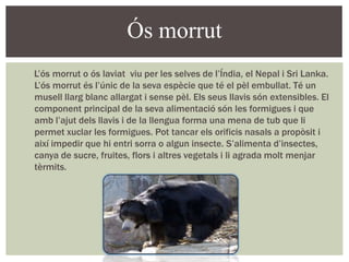 Ós morrut
L’ós morrut o ós laviat viu per les selves de l’Índia, el Nepal i Sri Lanka.
L’ós morrut és l’únic de la seva espècie que té el pèl embullat. Té un
musell llarg blanc allargat i sense pèl. Els seus llavis són extensibles. El
component principal de la seva alimentació són les formigues i que
amb l’ajut dels llavis i de la llengua forma una mena de tub que li
permet xuclar les formigues. Pot tancar els orificis nasals a propòsit i
així impedir que hi entri sorra o algun insecte. S’alimenta d’insectes,
canya de sucre, fruites, flors i altres vegetals i li agrada molt menjar
tèrmits.

 