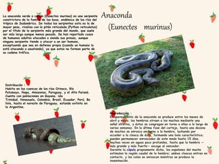 Anaconda
(Eunectes murinus)
Distribución :
Habita en las cuencas de los ríos Orinoco, Río
Putumayo, Napo, Amazonas, Paraguay, y el Alto Paraná.
Cuenta con poblaciones en Guyana, isla
Trinidad, Venezuela, Colombia, Brasil, Ecuador, Perú, Bo
livia, hasta el noreste de Paraguay, estando extinta en
la Argentina.
La anaconda verde o común (Eunectes murinus) es una serpiente
constrictora de la familia de las boas, endémica de los ríos del
trópico de Sudamérica. De todas las serpientes esta es la de
mayor peso, rivaliza con la pitón reticulada (Python reticulatus)
por el título de la serpiente más grande del mundo, que suele
ser más larga aunque menos pesada. Se han reportado casos
de humanos adultos atacados o siendo sus presas, aunque
ninguna serpiente tiende a atacar a un ser humano,
exceptuando que sea en defensa propia (cuando un humano la
está atacando o asustando), ya que estos no forman parte de
su cadena trófica.
Reproducción :
El apareamiento de la anaconda se produce entre los meses de
abril y mayo; las hembras atraen a los machos mediante una
señal olfativa, y éstos se congregan en torno a ellas a lo largo de
varias semanas. En la última fase del cortejo, hasta una docena
de machos se enrosca en torno a la hembra, luchando por
acceder a la cloaca de ésta, formando una bola característica;
pueden permanecer enroscados de este modo hasta 15 días,
muchas veces en aguas poco profundas, hasta que la hembra —
más grande y más fuerte— escoge al vencedor.
Durante la cópula propiamente dicha, los espolones del macho
estimulan la región caudal de la hembra; ambas cloacas entran en
contacto, y las colas se enroscan mientras se produce la
inseminación.
 