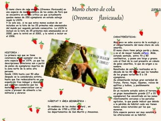 Mono choro de cola amar
(Oreonax flavicauda)
El mono choro de cola amarilla (Oreonax flavicauda) es
una especie de mono en...