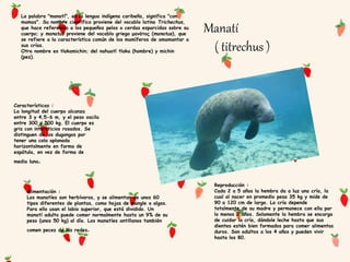 Manatí
( titrechus )
La palabra "manatí", en la lengua indígena caribeña, significa "con
mamas". Su nombre científico prov...