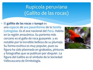  El gallo de roca peruano se alimenta de una gran cantidad
de frutos silvestres, los que crecen en grandes cantidades
en ...
