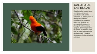 GALLITO DE
LAS ROCAS
El gallito de las rocas o tunqui
es una especie de ave
paseriforme de la familia
cotingidae. El macho posee un
plumaje muy colorido,
combinación de naranja y
negro. Las hembras, en
contraposición, poseen un
plumaje de color austero y
apagado, dominado por tonos
en marrón. Se alimenta sobre
todo de frutos diversos cuyas
semillas digiere y dispersa
siendo así un instrumento de la
naturaleza
 