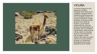 VICUÑA
La vicuña (Vicugna), es una
especie de mamífero
artiodáctilo de la familia de los
camélidos y del grupo de los
camélidos sudamericanos que
vive en el altiplano andino, en
el norte de Argentina, el oeste
de Bolivia, el noreste de Chile,
sectores de los Andes de
Ecuador, y en las alturas
andinas del Perú, país que
posee la principal población de
la especie. Son los camélidos
más pequeños, pesan entre 40
y 50 kg y tienen una longitud
de 80 cm. Son silvestres. Su
color es beige o vicuña
(marrón claro rojizo) en el lomo
y blanco en la zona ventral y
las patas, con variaciones
dependiendo de las zonas
geográficas donde habitan.
 