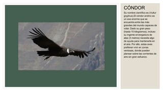 CÓNDOR
Su nombre científico es (Vultur
gryphus).El cóndor andino es
un ave enorme que se
encuentra entre las más
grandes del mundo capaces de
volar. Dado su gran peso
(hasta 15 kilogramos), incluso
su ingente envergadura de
alas (3 metros) necesita algo
de ayuda para mantenerle en
el aire. Por ello, estas aves
prefieren vivir en zonas
ventosas, donde pueden
planear sobre las corrientes de
aire sin gran esfuerzo.
 
