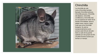 Chinchilla
La chinchilla de cola
corta (Chinchilla) también
llamada Chinchilla boliviana,
Chinchilla peruana, Chinchilla
del altiplano, Chinchilla
cordillerana y Chinchilla real,
es una especie de roedor de la
familia Chinchillidae. tiene el
pelaje suave, denso y largo
(más que el de Chinchilla
lanigera). Su piel es
excepcionalmente suave
porque cada folículo del pelo
tiene un pelo de la guarda
rodeado por dos grupos de 50-
75 pelos de lana suaves que
forman un manojo.
 