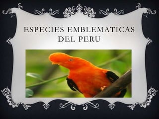 ESPECIES EMBLEMATICAS
DEL PERU
 