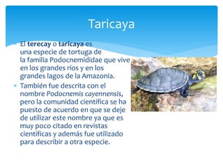  El terecay o taricaya es
una especie de tortuga de
la familia Podocnemididae que vive
en los grandes ríos y en los
grandes lagos de la Amazonia.
 También fue descrita con el
nombre Podocnemis cayennensis,
pero la comunidad científica se ha
puesto de acuerdo en que se deje
de utilizar este nombre ya que es
muy poco citado en revistas
científicas y además fue utilizado
para describir a otra especie.
Taricaya
 