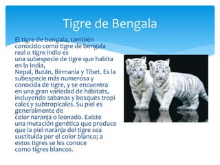  El tigre de bengala, también
conocido como tigre de bengala
real o tigre indio es
una subespecie de tigre que habita
en la India,
Nepal, Bután, Birmania y Tíbet. Es la
subespecie más numerosa y
conocida de tigre, y se encuentra
en una gran variedad de hábitats,
incluyendo sabanas y bosques tropi
cales y subtropicales. Su piel es
generalmente de
color naranja o leonado. Existe
una mutación genética que produce
que la piel naranja del tigre sea
sustituida por el color blanco; a
estos tigres se les conoce
como tigres blancos.
Tigre de Bengala
 