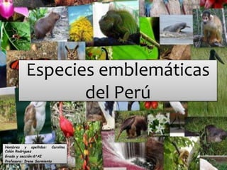 Especies emblemáticas
del Perú
Nombres y apellidos: Carolina
Colán Rodriguez
Grado y sección:6°AI
Profesora: Irene Sarmiento
 