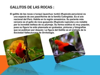 GALLITOS DE LAS ROCAS :
El gallito de las rocas o tunqui (quechua: tunki) (Rupicola peruviana) es
una especie de ave paseriforme de la familia Cotingidae. Es el ave
nacional del Perú. Habita en la región amazónica. Su pariente más
cercano es el gallo de roca guayanés (Rupicola rupicola) y es notable
por la increíble belleza de su plumaje. Su forma exótica es muy popular,
pues su figura ha sido plasmada en grabados, pinturas y fotografías
que se publican por doquier. La figura del Gallito es el símbolo de la
Sociedad Vallecaucana de Ornitología.
 