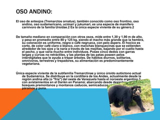 OSO ANDINO:
El oso de anteojos (Tremarctos ornatus), también conocido como oso frontino, oso
andino, oso sudamericano, ucimari y jukumari, es una especie de mamífero
carnívoro de la familia Ursidae.2 Es la única especie viviente de su género.2
De tamaño mediano en comparación con otros osos, mide entre 1,30 y 1,90 m de alto,
y pesa en promedio entre 80 y 125 kg, siendo el macho más grande que la hembra,
su coloración es uniforme, negra o café negruzca, con pelo áspero. El hocico es
corto, de color café claro o blanco, con manchas blanquecinas que se extienden
alrededor de los ojos y la nariz a través de las mejillas, bajando por el cuello hasta
el pecho, y que varía mucho entre individuos. Posee cinco dedos con garras
largas y curvas no retráctiles, y las plantas de las patas poseen pelos
interdigitales que le ayuda a trepar árboles. De hábitos diurnos, solitarios,
omnívoros, terrestres y trepadores, su alimentación es predominantemente
vegetariana.
Única especie viviente de la subfamilia Tremarctinae y único úrsido autóctono actual
de Sudamérica. Se distribuye en la cordillera de los Andes, actualmente desde la
región andina alta (o "fría") del oeste de Venezuela hasta el noroeste argentino,3
con avistamientos en el Darién en Panamá; abarcando desde desiertos costeros,
bosques premontanos y montanos caducos, semicaducos y siempre verdes, hasta
páramos y puna.
 