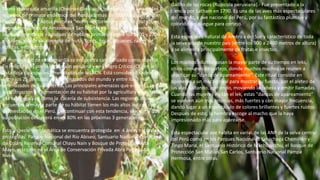 Mono choro cola amarilla (Oreonax flavicauda humboldt).- Es una de las 3
especies de primate endémico del Perú, además de Callicebus oenanthe
“tocón andino” y Aotus miconax “mono nocturno andino”. Se distribuye
entre las regiones de Amazonas y San Martín y su hábitat comprende los
bosques montanos y bosques de neblina primarios entre los 1400 y 2700
m.s.n.m., donde se alimenta de fruta, flores, hojas, líquenes, raíces de
epifitas, entre otros.
El mono choro de cola amarilla se encuentra categorizado como especie
En Peligro (EN) por la legislación peruana y en Peligro Crítico (CR) en la
Lista Roja de especies amenazadas de la UICN. Está considerado además,
entre los 25 primates más amenazados del mundo y entre los 3 más
amenazados de Sudamérica. Las principales amenazas que enfrenta son:
la destrucción y fragmentación de su hábitat por la agricultura migratoria
y la tala ilegal, así como la cacería de subsistencia. Las regiones donde se
encuentra la mayor parte de su hábitat tienen los más altos índices de
deforestación en el Perú. De continuar con esta tendencia, se estima que
su población decrecerá en un 80% en las próximas 3 generaciones.
Esta especie emblemática se encuentra protegida en 4 áreas naturales
protegidas: Parque Nacional del Río Abiseo, Santuario Nacional Cordillera
de Colán, Reserva Comunal Chayu Nain y Bosque de Protección Alto
Mayo, así como en el Área de Conservación Privada Abra Patricia Alto
Nieva.
Gallito de las rocas (Rupicola peruviana).- Fue presentado a la
ciencia por Latham en 1790. Es una de las aves más espectaculares
del mundo, y ave nacional del Perú, por su fantástico plumaje y
colorido despliegue para cortejo.
Esta especie es natural de América del Sur y característico de toda
la selva alta de nuestro país (entre los 900 a 2400 metros de altura)
y se alimenta principalmente de frutas e insectos.
Los machos adultos pasan la mayor parte de su tiempo en leks,
sitios comunes de cortejo, donde muchos machos se reúnen a
practicar su "danza de apareamiento". Este ritual consiste en
oponerse a un macho rival para mostrar su fuerza, por el aleteo de
las alas, saltando, corriendo, moviendo la cabeza y emitir llamadas.
Cuando las mujeres visitan el lek, estas "danzas de apareamiento"
se vuelven aún más intensas, más fuertes y con mayor frecuencia,
dando lugar a un espectáculo de colores brillantes y fuertes ruidos.
Después de esto, la hembra escoge al macho que la haya
impresionado más para aparearse.
Esta espectacular ave habita en varias de las ANP de la selva central
del Perú como en los Parques Nacionales Yanachaga Chemillén y
Tingo María, el Santuario Histórico de Machupicchu, el Bosque de
Protección San Matías San Carlos, Santuario Nacional Pampa
Hermosa, entre otras.
 