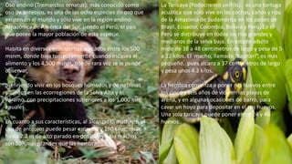 Oso andino (Tremarctos ornatus): más conocido como
oso de anteojos, es una de las ocho especies de oso que
existen en el mundo y sólo vive en la región andino
Amazónica de América del Sur, siendo el Perú, el país
que posee la mayor población de esta especie.
Habita en diversos ecosistemas ubicados entre los 500
msnm, donde baja temporalmente cuando escasea el
alimento y los 4,500 msnm, donde rara vez se le puede
observar,
prefiriendo vivir en los bosques húmedos y de neblinas
situados en las ecorregiones de la Selva Alta y el
Páramo, con precipitaciones superiores a los 1,000 mm
anuales.
En cuanto a sus características, al alcanzar la madurez, el
oso de anteojos puede pesar entre 90 y 180 kilos; mide
hasta 2.2 m de alto parado en dos patas y los machos
son 50%más grandes que las hembras.
La Taricaya (Podocnemis unifilis).- es una tortuga
acuática que sólo vive en las cochas, caños y ríos
de la Amazonía de Sudamérica en los países de
Brasil, Ecuador, Colombia, Bolivia y Perú. En el
Perú se distribuye en todos los ríos grandes y
medianos de la selva baja. En estado adulto
mide de 38 a 48 centímetros de largo y pesa de 5
a 12 kilos. El macho, llamado “capitari”, es más
pequeño, pues alcanz a 37 centímetros de largo
y pesa unos 4.3 kilos.
La hembra comienza a poner sus huevos entre
los cinco y seis años de vida en las playas de
arena, y en algunas ocasiones de barro, para
cavar un hoyo para depositar en él sus huevos.
Una sola taricaya puede poner entre 24 y 46
huevos..
 