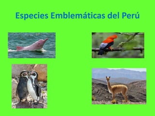 Especies Emblemáticas del Perú
 