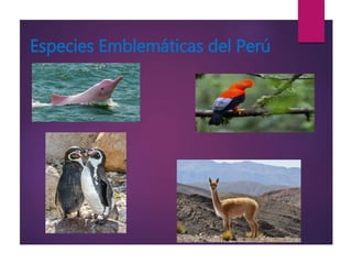Especies Emblemáticas del Perú
 