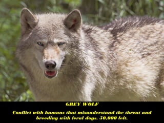 GREY WOLF
Conflict with humans that misunderstand the threat and
breeding with feral dogs. 50,000 left.
 