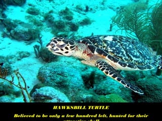 HAWKSBILL TURTLE
Believed to be only a few hundred left, hunted for their
 