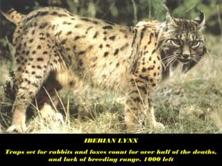 IBERIAN LYNX
Traps set for rabbits and foxes count for over half of the deaths,
and lack of breeding range. 1000 left
 