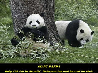 GIANT PANDA
Only 400 left in the wild. Deforestation and hunted for their
 