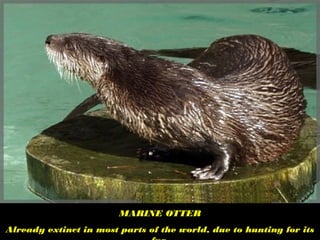 MARINE OTTER
Already extinct in most parts of the world, due to hunting for its
 