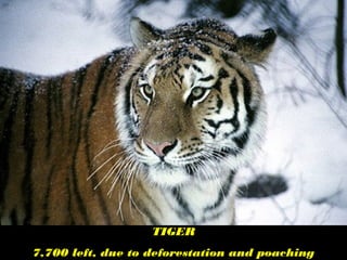 TIGER
7,700 left, due to deforestation and poaching
 