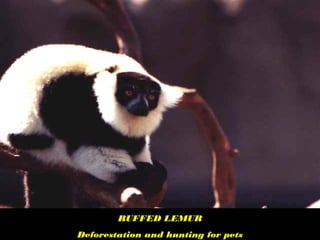 RUFFED LEMUR
Deforestation and hunting for pets
 