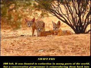 SWIFT FOX
400 left. It was hunted to extinction in many parts of the world,
but a conservation programme is reintroducing them back into
 