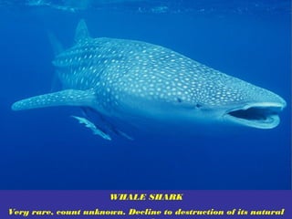 WHALE SHARK
Very rare, count unknown. Decline to destruction of its natural
 