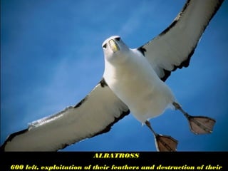 ALBATROSS
600 left, exploitation of their feathers and destruction of their
 