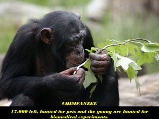 CHIMPANZEE
17,000 left, hunted for pets and the young are hunted for
biomedical experiments.
 
