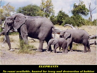 ELEPHANTS
No count available, hunted for ivory and destruction of habitat
 