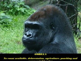 GORILLA
No count available, deforestation, agriculture, poaching and
 